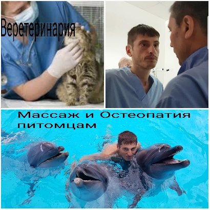 osteopathy for animals in Kiev