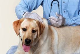 Лікування домашніх тварин массажем київ