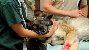 Лечение домашних животных массажем киев